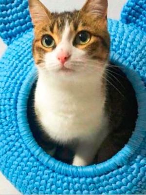 Casa-gato-crochet